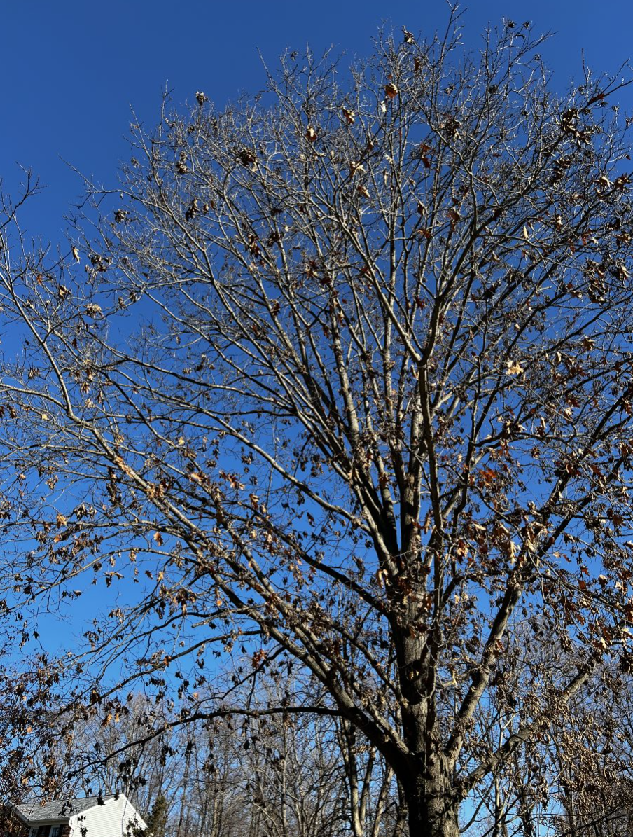 Leaves rustling in the wind in a tree